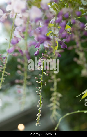 Japanese wisteria (Wisteria floribunda) Stock Photo