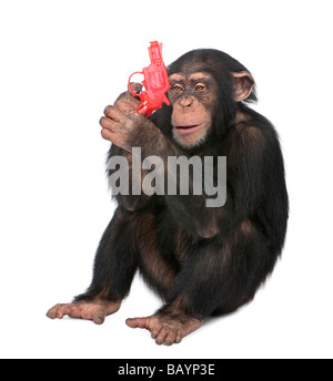 Young Chimpanzee playing with a gun Simia troglodytes 5 years old in front of a white background Stock Photo