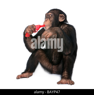 Young Chimpanzee playing with a gun Simia troglodytes 5 years old in front of a white background Stock Photo