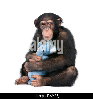 Young Chimpanzee with his teddy bear Simia troglodytes 5 years old in front of a white background Stock Photo