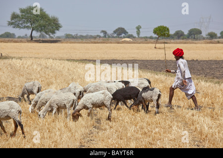 Rajput Shepherd Wearing Turban in Rajasthan India Stock Photo