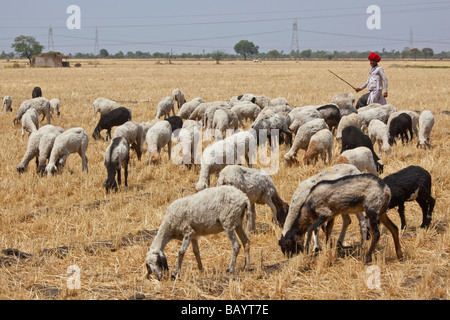 Rajput Shepherd Wearing Turban in Rajasthan India Stock Photo