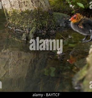 A lone baby eurasian coot chick on the shore of a lake with its colourful plumage reflected in the water Stock Photo