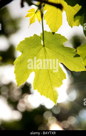 Back lit grape leaf Stock Photo
