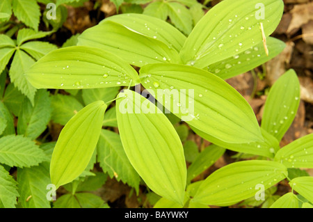 Large flowered bellwort foliage Pere Marquette State Park Illinois Stock Photo