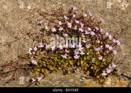 Ivy-leaved Toadflax, Cymbalaria muralis Stock Photo