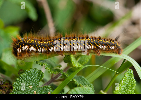 Large brown caterpillar Stock Photo