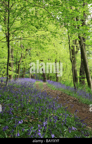 Bluebells, Houghall woods, Durham, England, UK Stock Photo