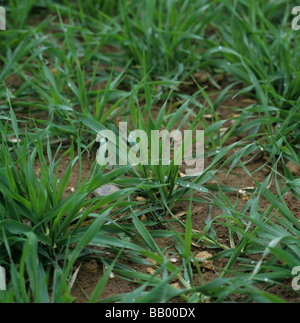 Close up of young barley plants in a crop Stock Photo