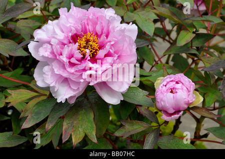 Peony 'Double' Pale Pink Stock Photo