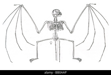 skeleton of bat Stock Photo