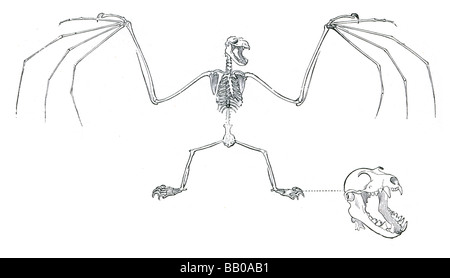 skeleton of fruit bat Stock Photo