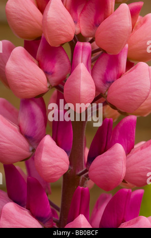 Lupin Spike Lupinus Polyphyllus Lupins Stock Photo