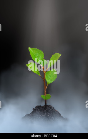 Small growing green tree in grey clouds on black background Stock Photo