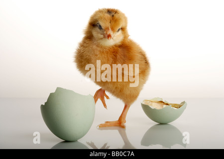 Newly born chick and hatched egg Stock Photo