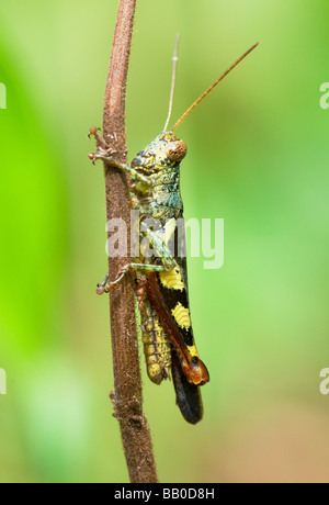 grasshopper in the forest Stock Photo - Alamy