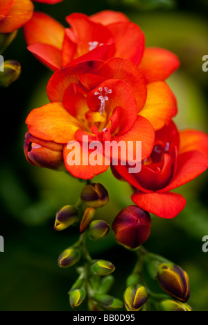 Bright Orange Freesia Flower Stock Photo