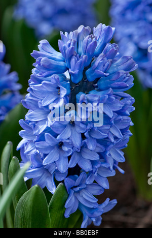 Blue Hyacinth Stock Photo