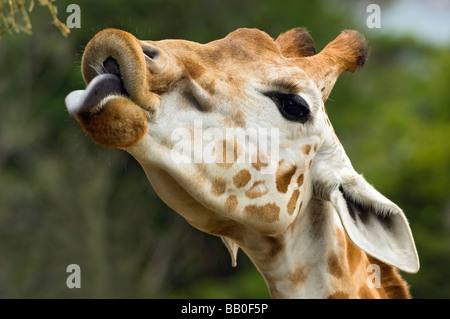 Giraffe with long purple tongue reaches for a branch at Taronga Zoo, Sydney, Australia. Stock Photo