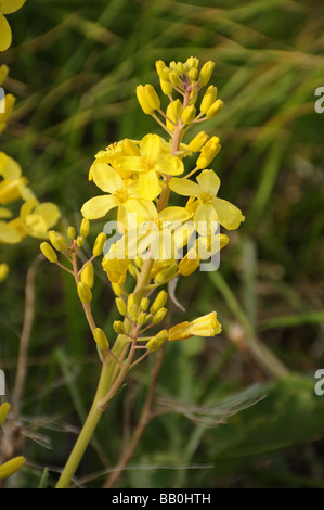 Wild Cabbage  (Brassica oleracea) Floweres Stock Photo