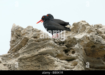A pair of African Black Oystercatchers Haematopus moquini resting on a wind sculpted limestone rock Stock Photo