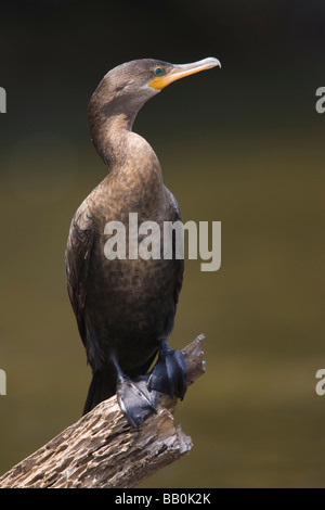 Immature Neotropic Cormorant (Phalacrocorax brasilianus) perched on a dead branch Stock Photo