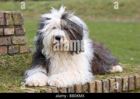 Bobtail Old English Sheepdog Stock Photo