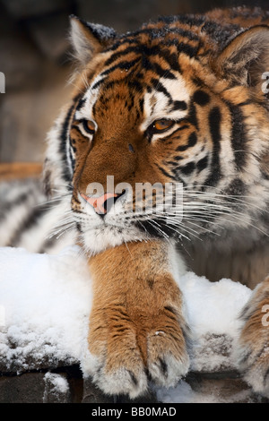 Yiung tiger portrait Novosibirsk ZOO Stock Photo