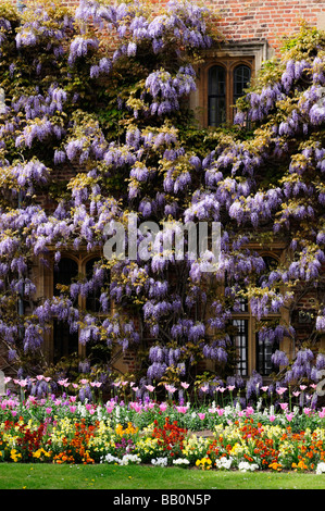 Wisteria at Magdalene College Cambridge England Uk Stock Photo