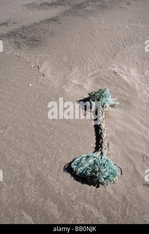 Wash up a shore or thrown Stock Photo - Alamy