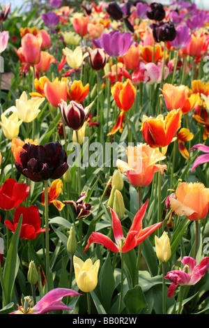 Mixed Tulips Eden [Project, Cornwall, England, United Kingdom, Europe].                                                        . Stock Photo