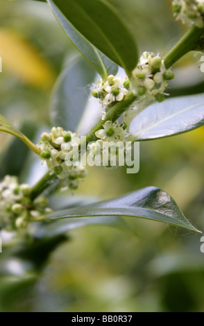 Holly Flowers, Ilex aquifolium, Aquifoliaceae Stock Photo