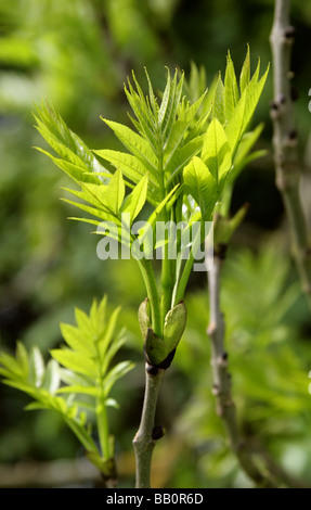 Young Shoots of the European Ash or Common Ash, Fraxinus excelsior, Oleaceae Stock Photo