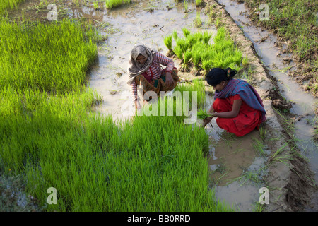 Women working in rice field planting. Farming farmers Nepal Asia Horizontal 93106 Nepal-Duman Stock Photo