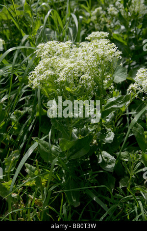 Hoary Cress, Cardaria draba, Brassicaceae Stock Photo