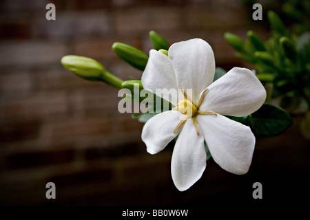 Gardenia Stock Photo