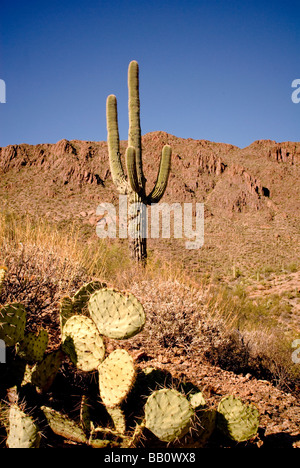 Two types of Cactus in Saguaro national park by Tucson, Arizona. Stock Photo