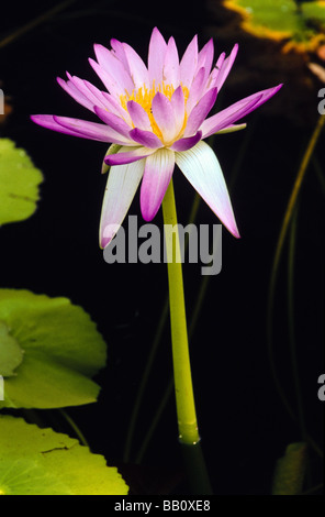 a pink water lily flower with green leaves in the pond in the garden in ...