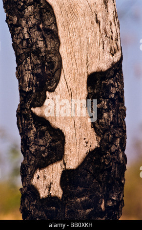 Burnt tree trunk,  Western Australia Stock Photo