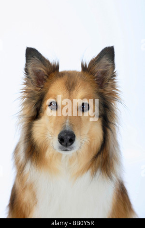 Rough Collie Stock Photo