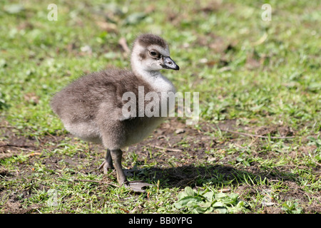 Lone Hawaiian Goose or Nēnē Gosling Branta sandvicensis Standing On Grass Taken At Martin Mere WWT, Lancashire UK Stock Photo