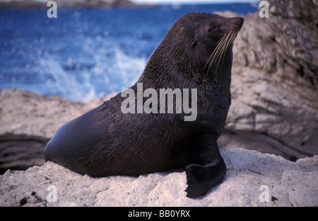 New Zealand fur seal Arctocephalus forsteri basking on rocks Kaikoura South Island New Zealand Stock Photo