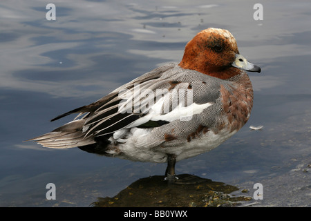 Male Eurasian Wigeon Anas penelope Standing In Water At Martin Mere WWT, Lancashire UK Stock Photo