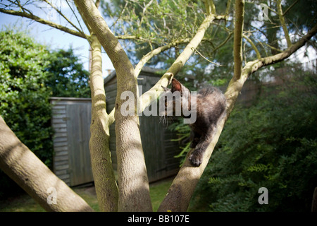Kitten climbing a tree Stock Photo