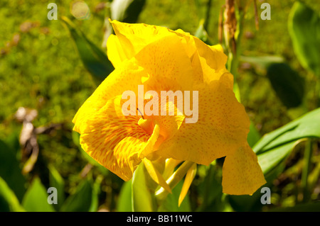 A yellow flower on a green background Stock Photo