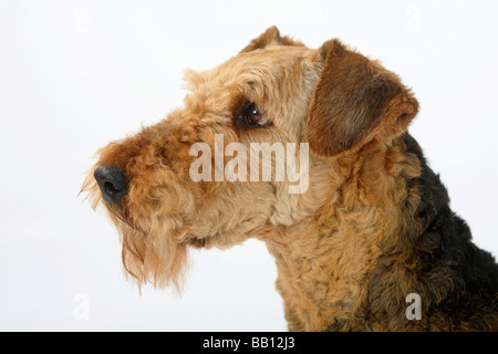 Airedale Terrier side profile Stock Photo