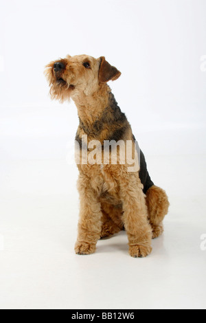 Airedale Terrier Stock Photo