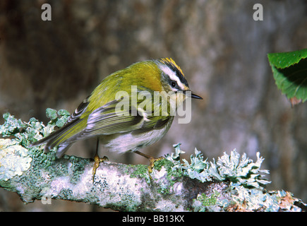 Firecrest 'Regulus ignicapillus' Adult male on lichen covered log; Stock Photo