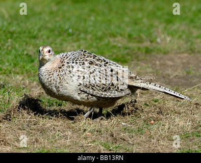 A hen pheasant (Phasianus colchicus), with dull brown plumage feeding in a field. Stock Photo