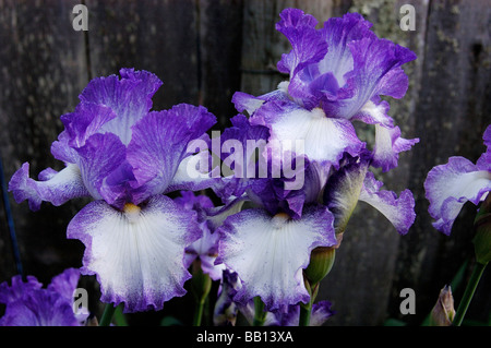 Loop de Loop bearded irises lavender white Stock Photo